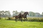 leuke merrie te koop, Dieren en Toebehoren, Paarden, Merrie, Gechipt, Dressuurpaard, Zadelmak