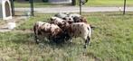Bonte lammeren te koop, Dieren en Toebehoren, Schapen, Geiten en Varkens, Meerdere dieren, Schaap, 0 tot 2 jaar