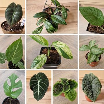 Plantpakket met 10 planten t.w.v. €75, nu voor maar €20 beschikbaar voor biedingen
