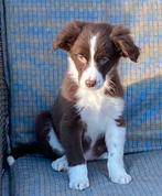 Heel aparte FRIESE STABIJ x BORDER COLLIE pups, Dieren en Toebehoren, Honden | Niet-rashonden, Nederland, CDV (hondenziekte), 8 tot 15 weken