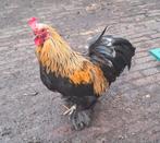 Kippenopvang zoekt mooie plek voor deze kleine krielhaan!, Dieren en Toebehoren, Pluimvee, Mannelijk, Kip