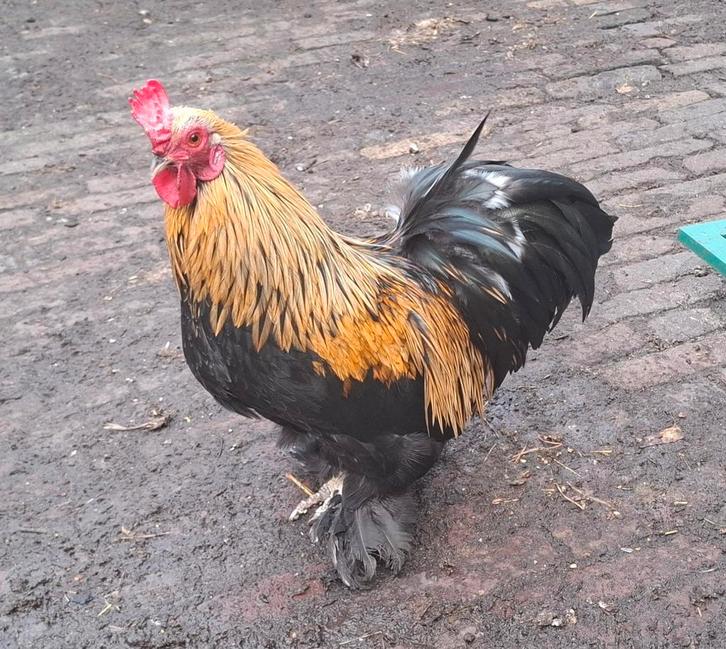 Kippenopvang zoekt mooie plek voor deze kleine krielhaan!, Dieren en Toebehoren, Pluimvee, Kip, Mannelijk