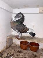 Oliebont staande duif, Dieren en Toebehoren, Vogels | Duiven, Vrouwelijk, Kropper