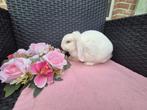 Super lieve rex dwerghangoor voedster, Vrouwelijk, Dwerg, Hangoor, 0 tot 2 jaar