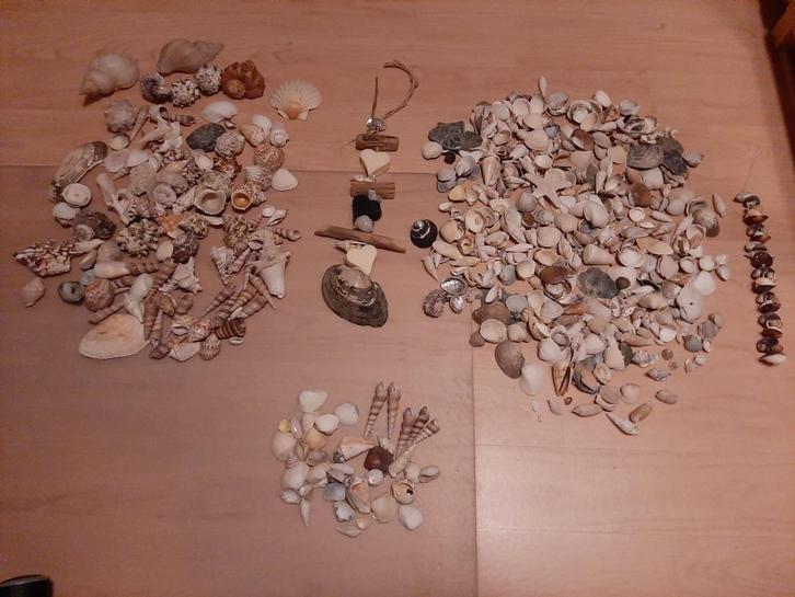 Schelpen, groot en klein. Tropisch en NL, Huis en Inrichting, Woonaccessoires | Overige, Gebruikt, Ophalen of Verzenden