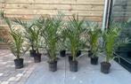 Phoenix palm vers, Ophalen, Buxus, Minder dan 100 cm