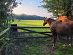Verzorgpony aangeboden, Dieren en Toebehoren