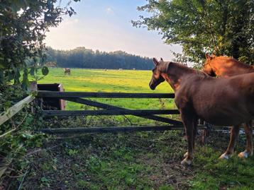Verzorgpony aangeboden  beschikbaar voor biedingen
