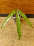 Anthurium polydactylum plantje/stekje, Ophalen of Verzenden, Halfschaduw, Minder dan 100 cm