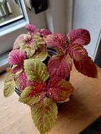 Coleus / siernetel 'Royal Glissade' plantje, Ophalen