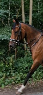 Mooie lieve ruin, Dieren en Toebehoren, Paarden