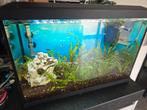 Aquarium 60 liter - Superfish (incl. vissen & nieuwe pomp), Dieren en Toebehoren, Vissen | Aquaria en Toebehoren, Ophalen, Zo goed als nieuw