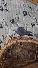 Duiven te koop, Dieren en Toebehoren