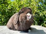 Bijna gratis minilop x hangoordwerg konijntje, Meerdere dieren, Dwerg, Hangoor