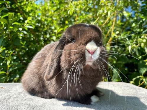 Bijna gratis minilop x hangoordwerg konijntje, Dieren en Toebehoren, Konijnen, Dwerg, Meerdere dieren, Hangoor