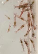 Neocaridina garnalen, Kreeft, Krab of Garnaal