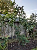 Walnoten bomen., Tuin en Terras, Ophalen, Volle zon, Overige soorten
