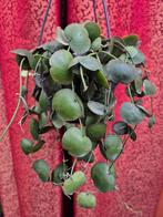 Dischidia pectenoides p14