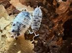Porcellio Scaber - Moo Cow (Pissebedden, Isopods), Dieren en Toebehoren, Overige soorten