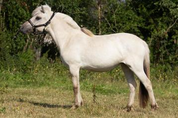 2 jarige grijze (grablakke) fjord merrie beschikbaar voor biedingen