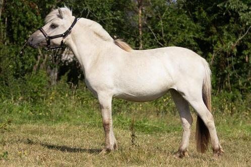 2 jarige grijze (grablakke) fjord merrie, Dieren en Toebehoren, Pony's, Merrie, Onbeleerd, D pony (1.37m tot 1.48m), Recreatiepony