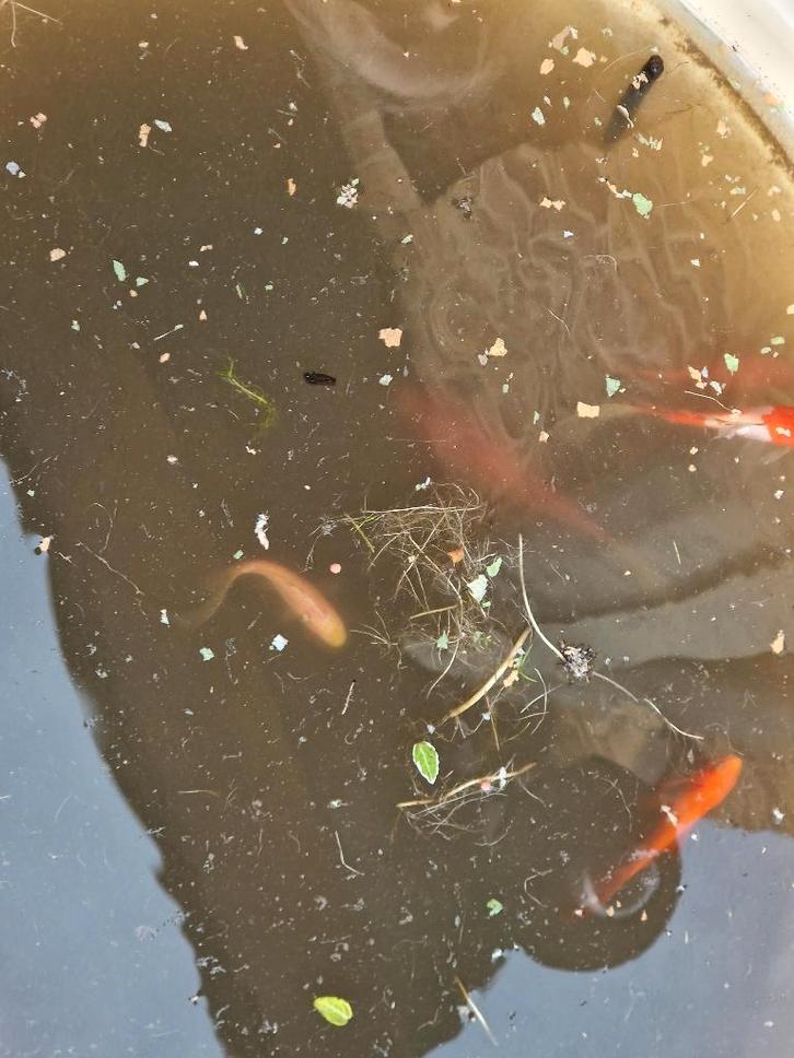 5 goudvissen voor vijver (gratis), Dieren en Toebehoren, Vissen | Vijvervissen, Goudvis(sen)