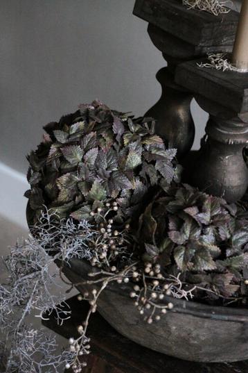 Begonia bol in diverse maten. beschikbaar voor biedingen