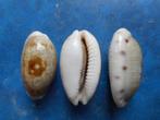 Schelpen: Cypraea teres Gmelin gem 24-34mm, Verzenden, Schelp(en)