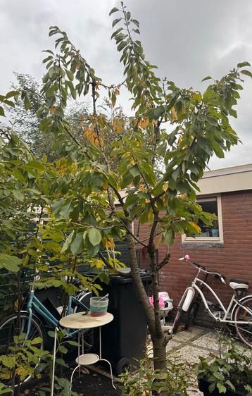 Kersenboom - 6 jaar oud beschikbaar voor biedingen