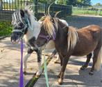 Bizar mooi en sierlijk mini hengstje,  silverdapple, Dieren en Toebehoren, Pony's, Niet van toepassing, 0 tot 2 jaar, Hengst, A pony (tot 1.17m)