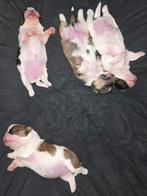 Prachtige Shih Tzu pups, Dieren en Toebehoren, Rabiës (hondsdolheid), Overige rassen, 8 tot 15 weken, Meerdere