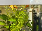 platy zuivere soort omgeveer 10 stuks, Ophalen of Verzenden, Plant(en), Steen of Hout