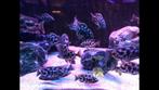 Nimbochromis livingstonii (makawi cichlide ), Vis