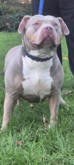 American Bully, Dieren en Toebehoren, Honden | Bulldogs, Pinschers en Molossers, België, Particulier, Rabiës (hondsdolheid), Overige rassen