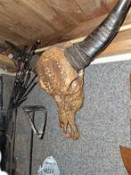 Waterbuffel kop, Ophalen