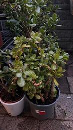 Crassula ovata , Jadeplant te koop, Vaste plant, Bloeit niet, Halfschaduw, Ophalen