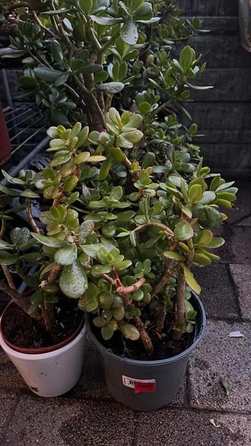 Crassula ovata , Jadeplant te koop beschikbaar voor biedingen