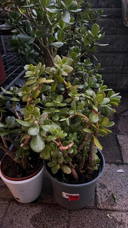 Crassula ovata , Jadeplant te koop, Tuin en Terras, Planten | Tuinplanten, Vaste plant, Overige soorten, Halfschaduw, Bloeit niet