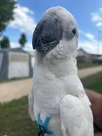 Ontzettend lieve kaketoe man 2024, Dieren en Toebehoren, Mannelijk, Papegaai, Tam