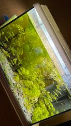 Guppies tekoop, Dieren en Toebehoren, Ophalen, Zo goed als nieuw, Plant(en), Steen of Hout