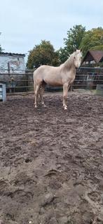 Meerdere ponys te koop, palomino, bonte , schimmel, Meerdere dieren, 0 tot 2 jaar