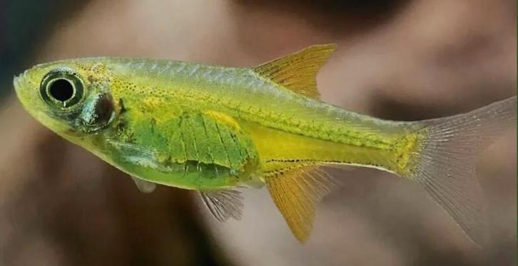 Rasbora kubotai, Rasbora groen, Rasbora yellow rasbora, Dieren en Toebehoren, Vissen | Aquariumvissen, Zoetwatervis, Vis