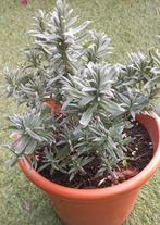 Echte lavendel inclusief pot (21cm), Tuin en Terras, Planten | Tuinplanten, Ophalen, Overige soorten, Volle zon