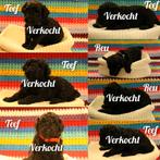 Nog 1 super lief reutje beschikbaar op 23 december geboren, Poedel, Parvo, 8 tot 15 weken, Meerdere