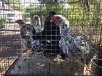 Ko shamo krielen, Dieren en Toebehoren, Pluimvee, Meerdere dieren, Kip