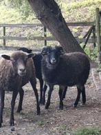 Ouessant ram (minischaap), Dieren en Toebehoren, Schapen, Geiten en Varkens, Mannelijk, Schaap