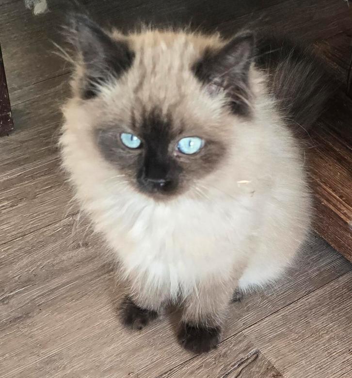 Ragdoll stamboom showkwaliteit, garantie / getest, Dieren en Toebehoren, Katten en Kittens | Raskatten | Langhaar