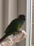 purryna incl. Kooi, Dieren en Toebehoren, Vogels | Parkieten en Papegaaien, Mannelijk, Parkiet, Geringd