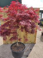 Japanese Esdoorn., Tuin en Terras, Planten | Bomen, Ophalen, Overige soorten, 100 tot 250 cm