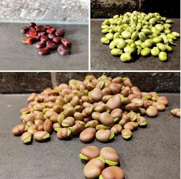 Tuinbonen zaden, Tuin en Terras, Bloembollen en Zaden, Zaad, Verzenden